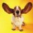 Spaniels Ears